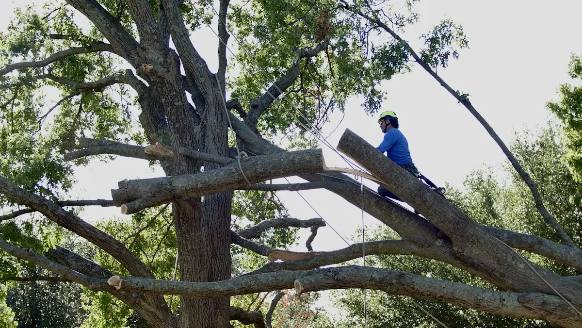 Professional Crown Thinning performed by certified arborists in Mineral