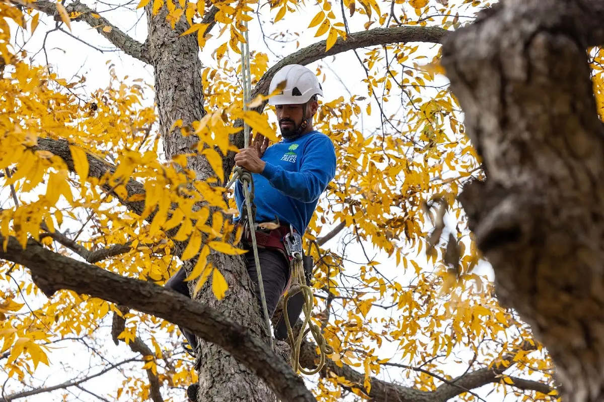 Skilled Storm Damage Cleanup crew working in Mineral